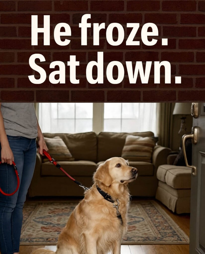 Why My Dog Won’t Walk Without His LED Collar 1 Golden Retriever in Cozy Living Room 1