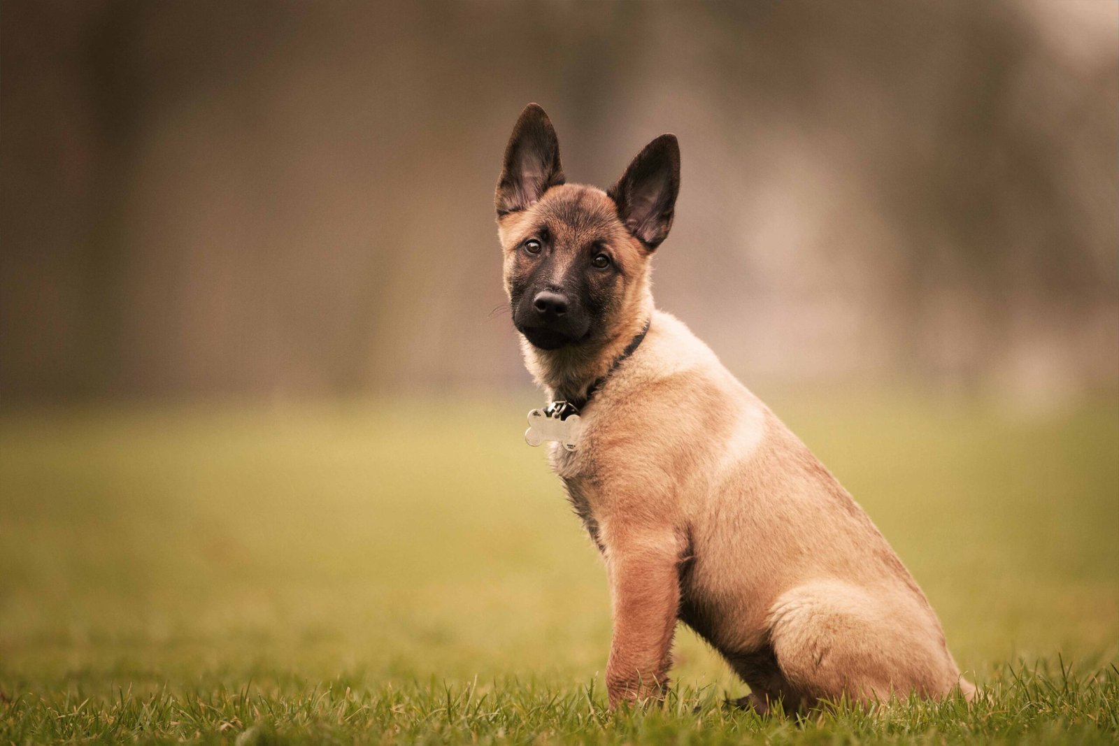 Pinch (prong) collar vs. Choke chain: Noteworthy differences 2 adorable-belgian-malinois-puppy-outdoors-daylight