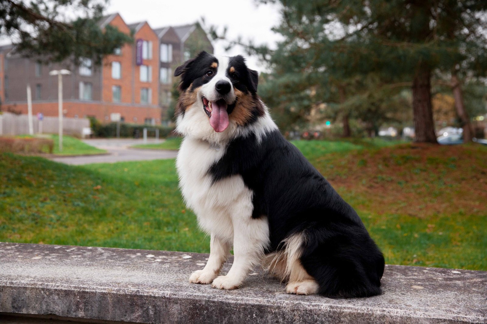 Home 28 beautiful-border-collie-dog-havin-fun-outsde