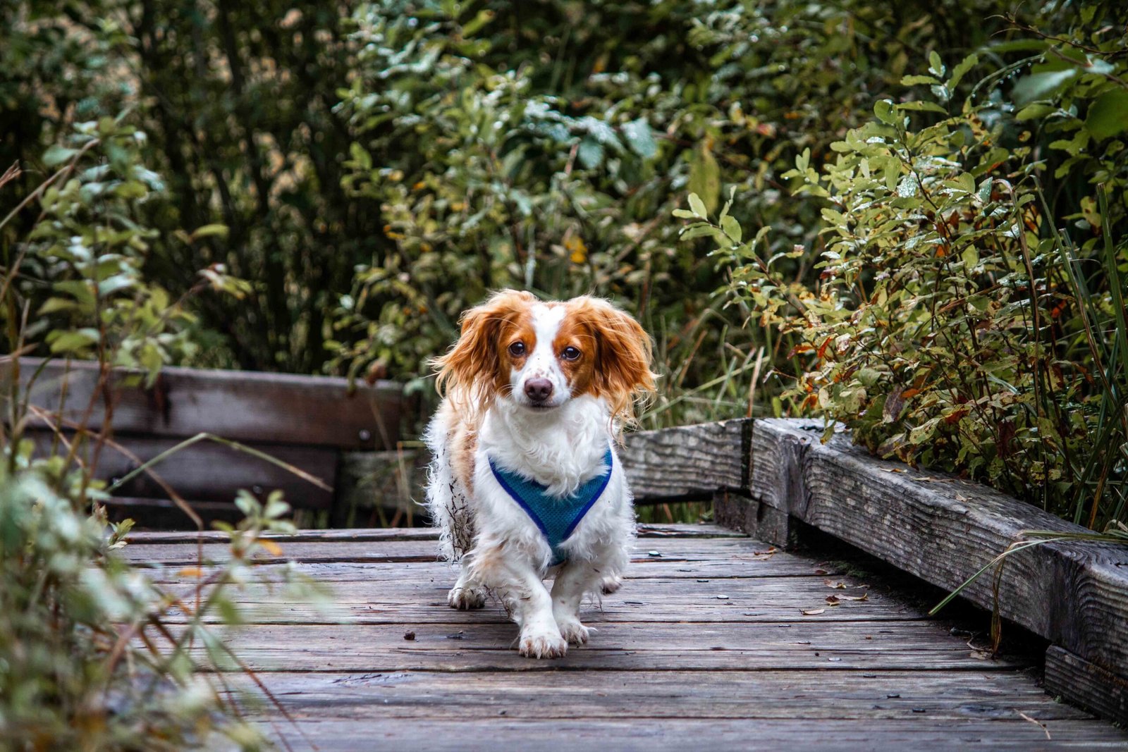 Home 26 beautiful-shot-cute-chi-weenie-dog-walking-wooden-pathway