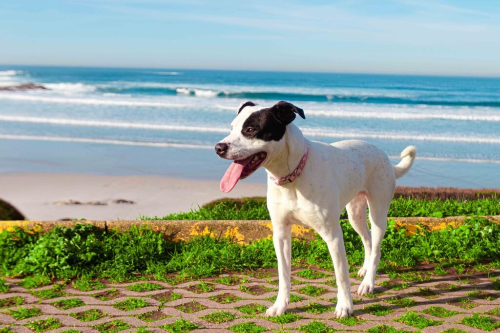 The Ultimate Prong Collar Guide: Care, Fit & Use 1 closeup-shot-black-white-russell-terrier-beach