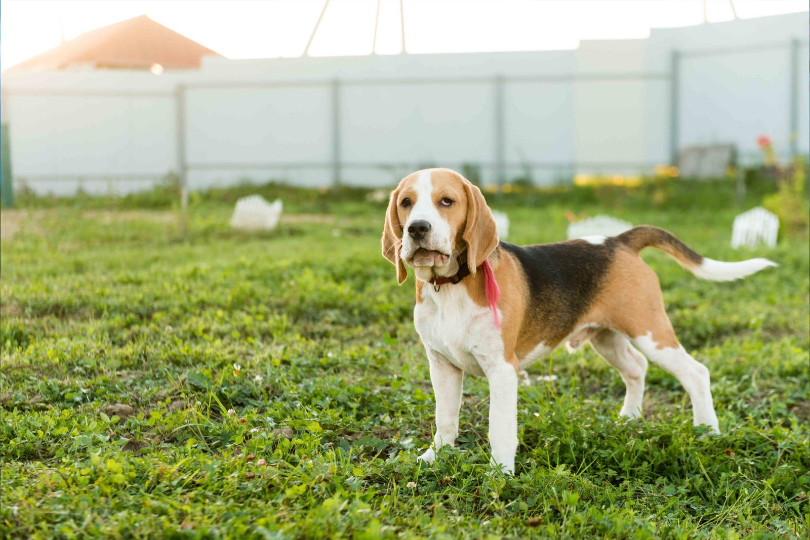 Why Personalized Dog Collars are Essential for Safety & Top Pick 2 cute-beagle-portrait