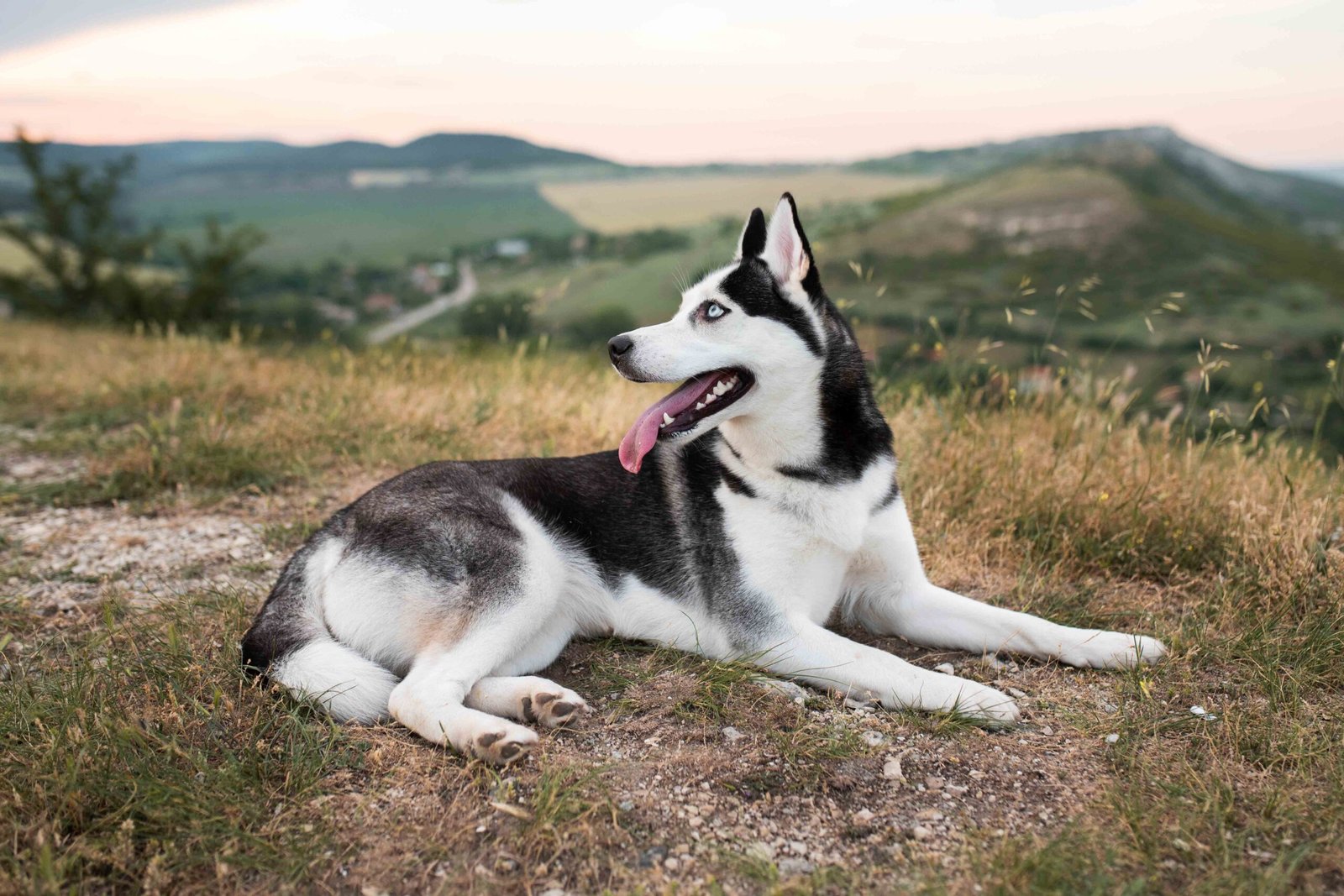 Prong collar vs. Slip collar: The Pros and Cons 1 cute-husky-sitting-grass