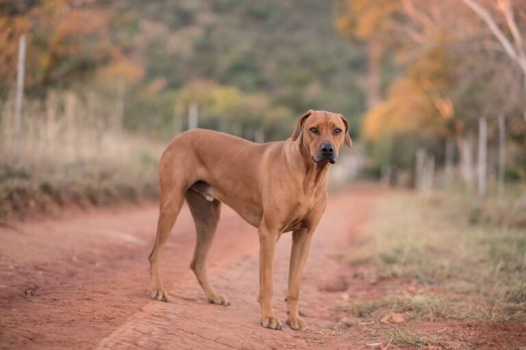 Harness vs Pinch (Prong) Collar: What’s Right for Your Dog? 2 dog-standing-road