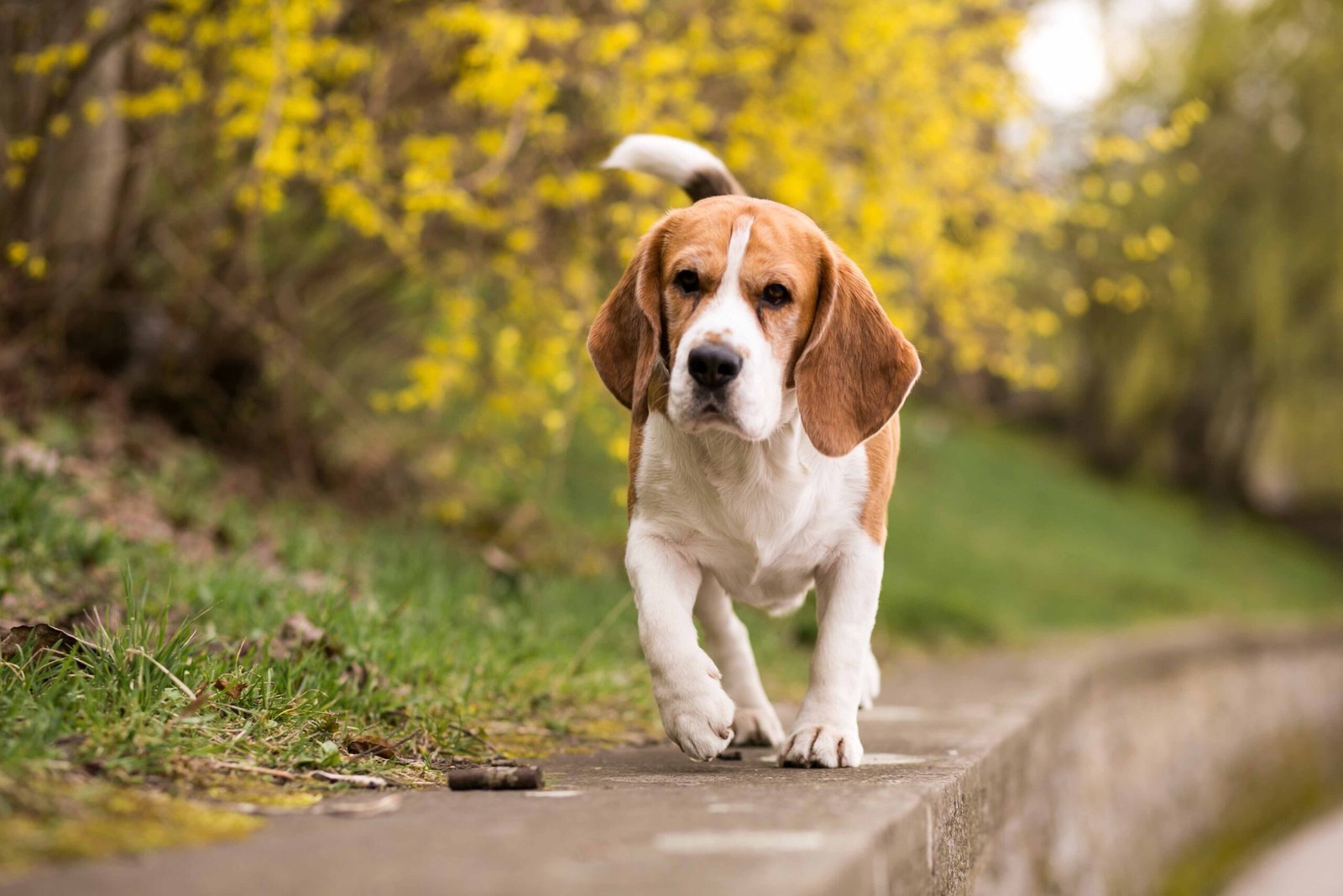 Home 27 dog-walking-autumn-park-happy