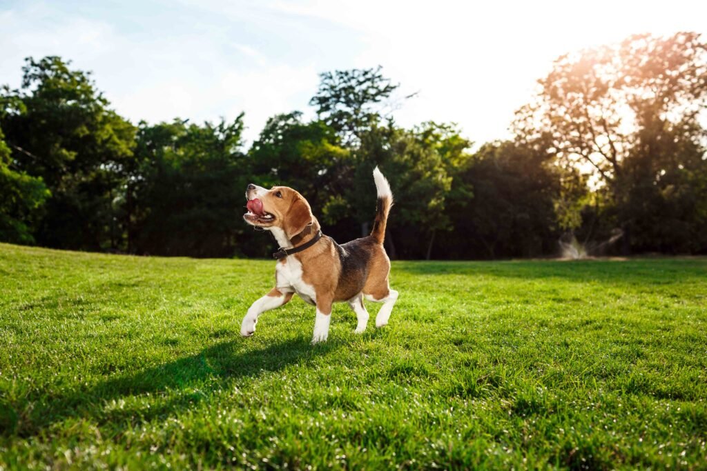 Prong (Pinch) Collars: Cruel or Can They Be Humane? 1 funny-happy-beagle-dog-walking-playing-park