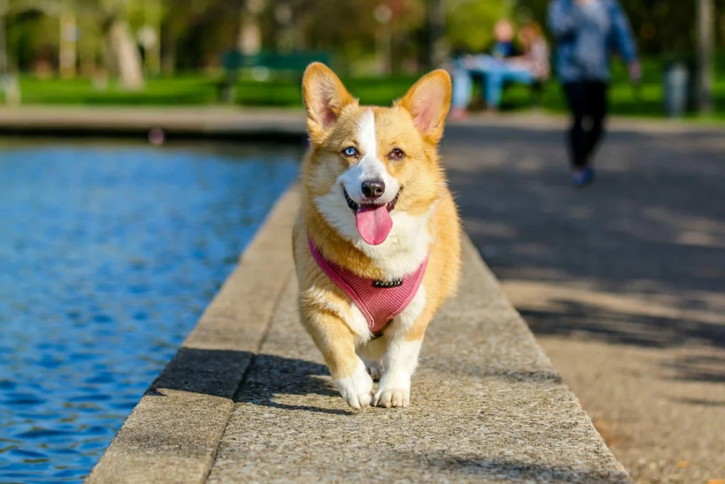 Is It Safe to Use a Prong Collar on a Puppy? 1 nice-cute-dog-running-while-looking-to-the-camera