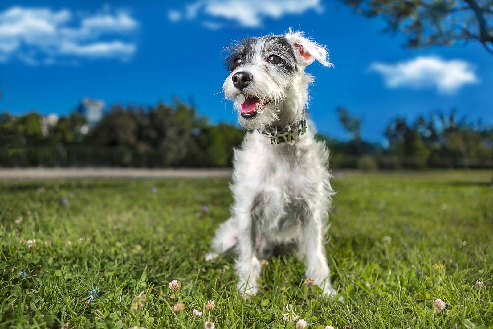 Home 25 selective-focus-shot-adorable-miniature-schnauzer-nature