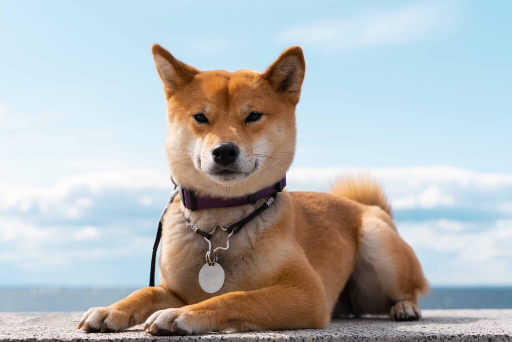 front-view-cute-shiba-inu-dog
