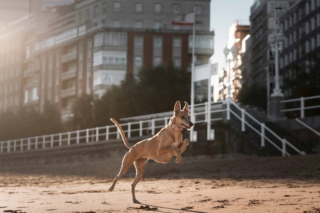 greyhound-dog-running-beach