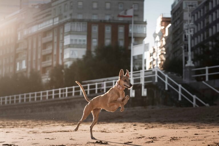 Slip Lead vs Harness: When to Use Which 6 greyhound-dog-running-beach
