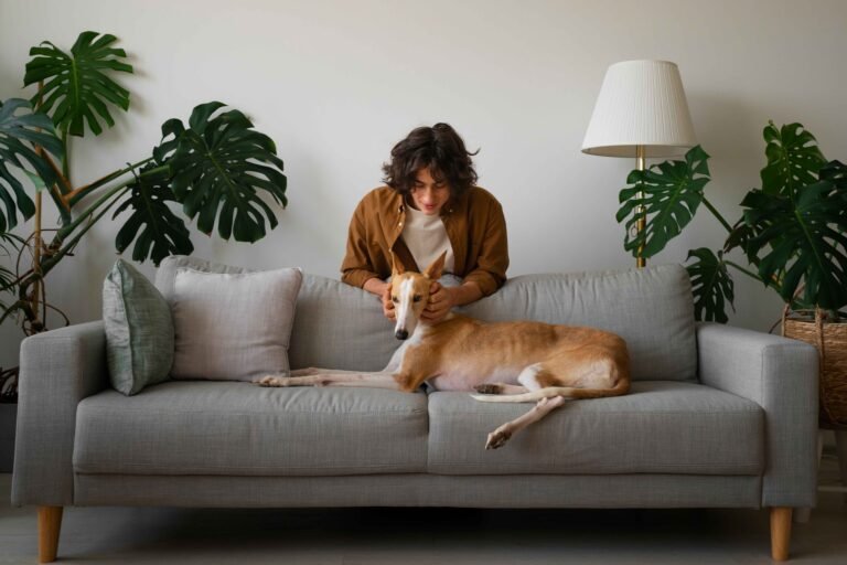 6 Best Dark Red Dog Collars Buyer’s Guide: Strong, Visible, Durable 3 greyhound-dog-with-male-owner-home-couch