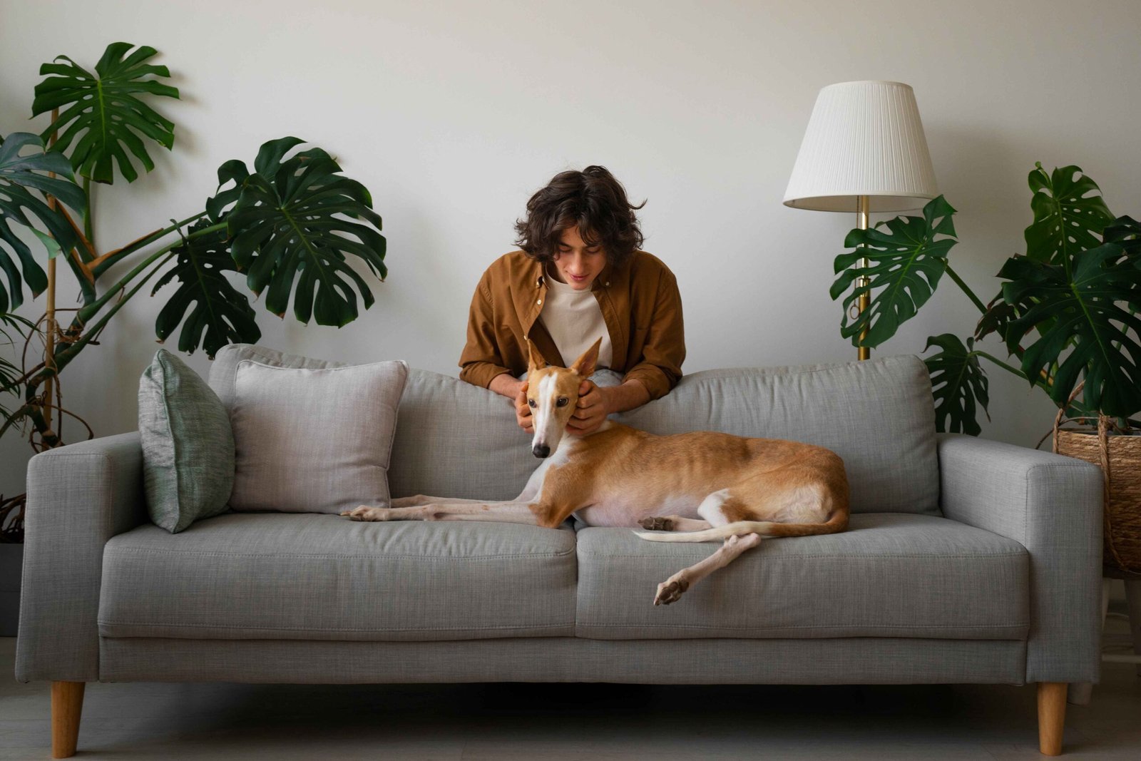 Home 19 greyhound-dog-with-male-owner-home-couch