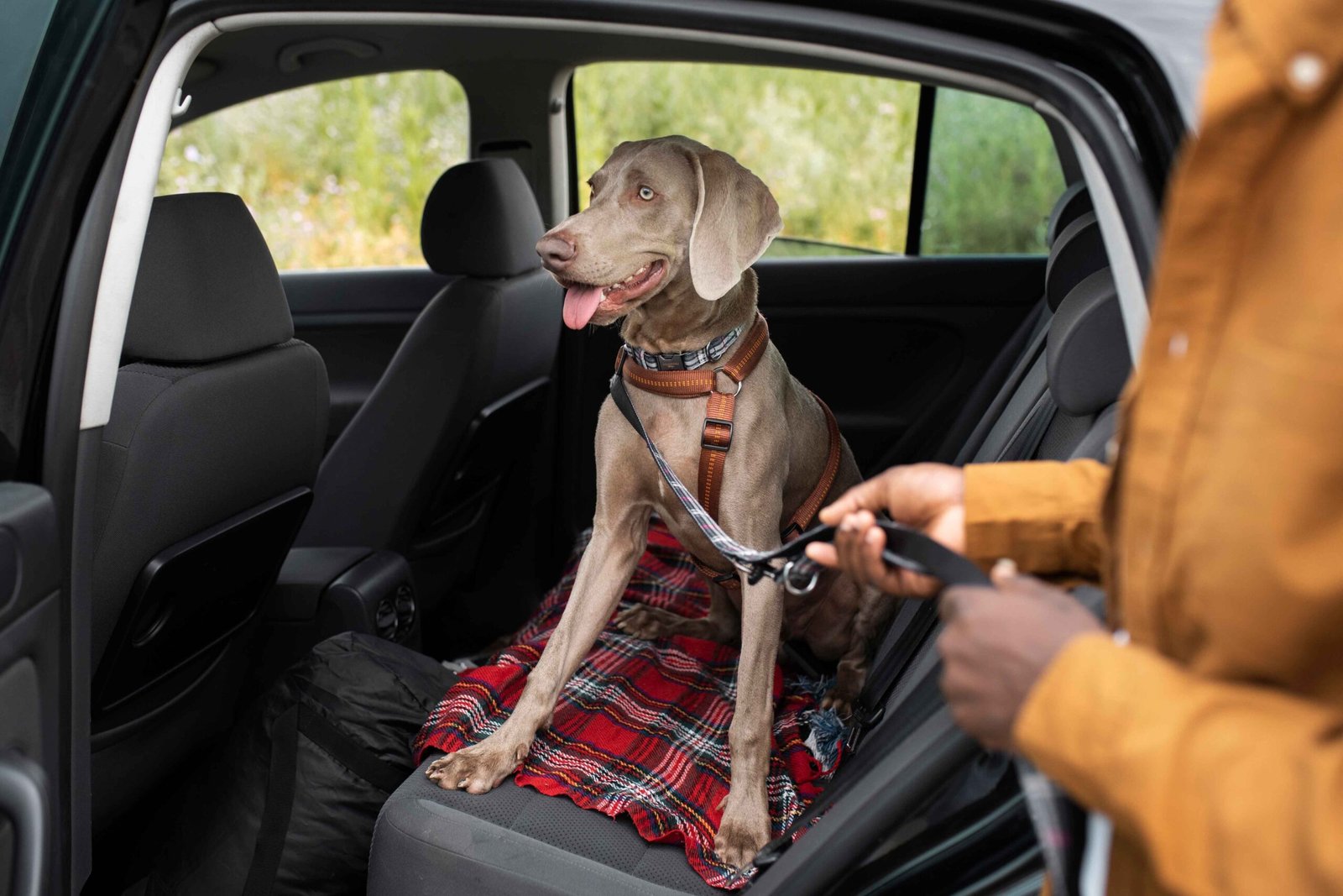 Home 13 hand-holding-dog-s-leash-close-up