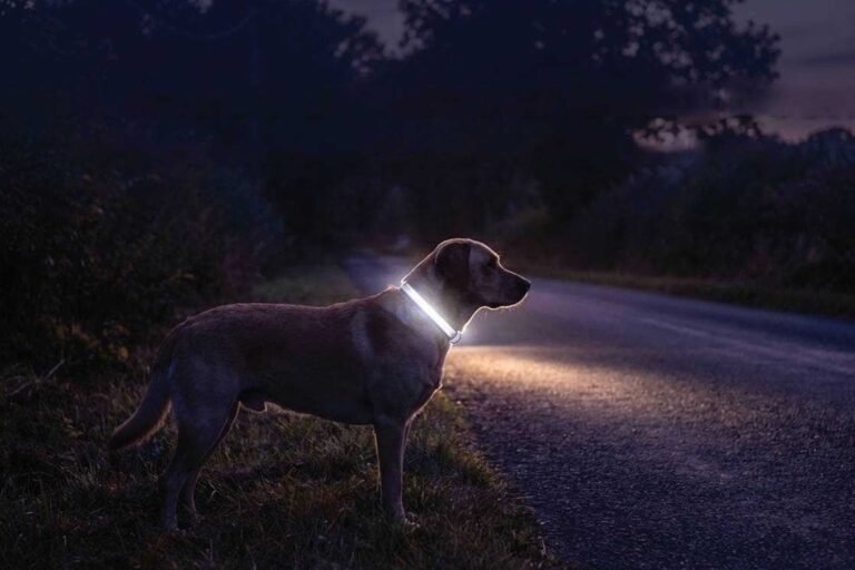 A dog is positioned on a nighttime road, surrounded by darkness and faint light from nearby street lamps.