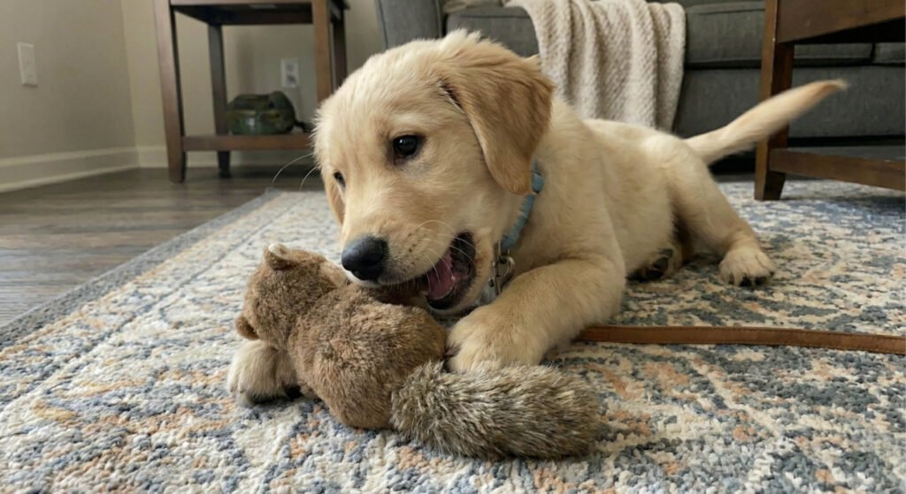 When Your Puppy Should Start Wearing a Collar (8-Week Rule) 3 photo-of-Milo's Quick-recovery-five-minutes-later-after-wear-a-collar