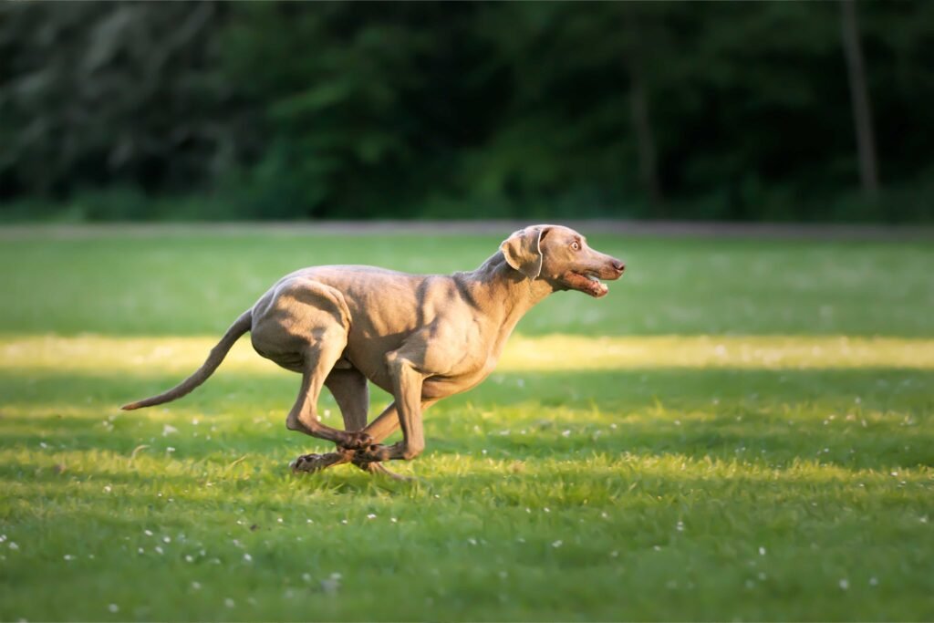 photo-of-selective-focus-shot-adorable-brown-weimaraner-dog
