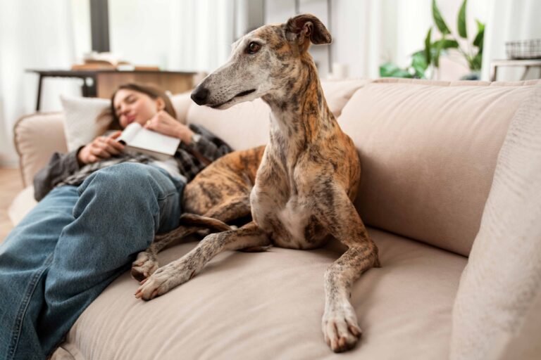 Snap & Clip Dog Collars: Pros, Cons, and Picks 2 woman-dog-sleeping-couch-high-angle